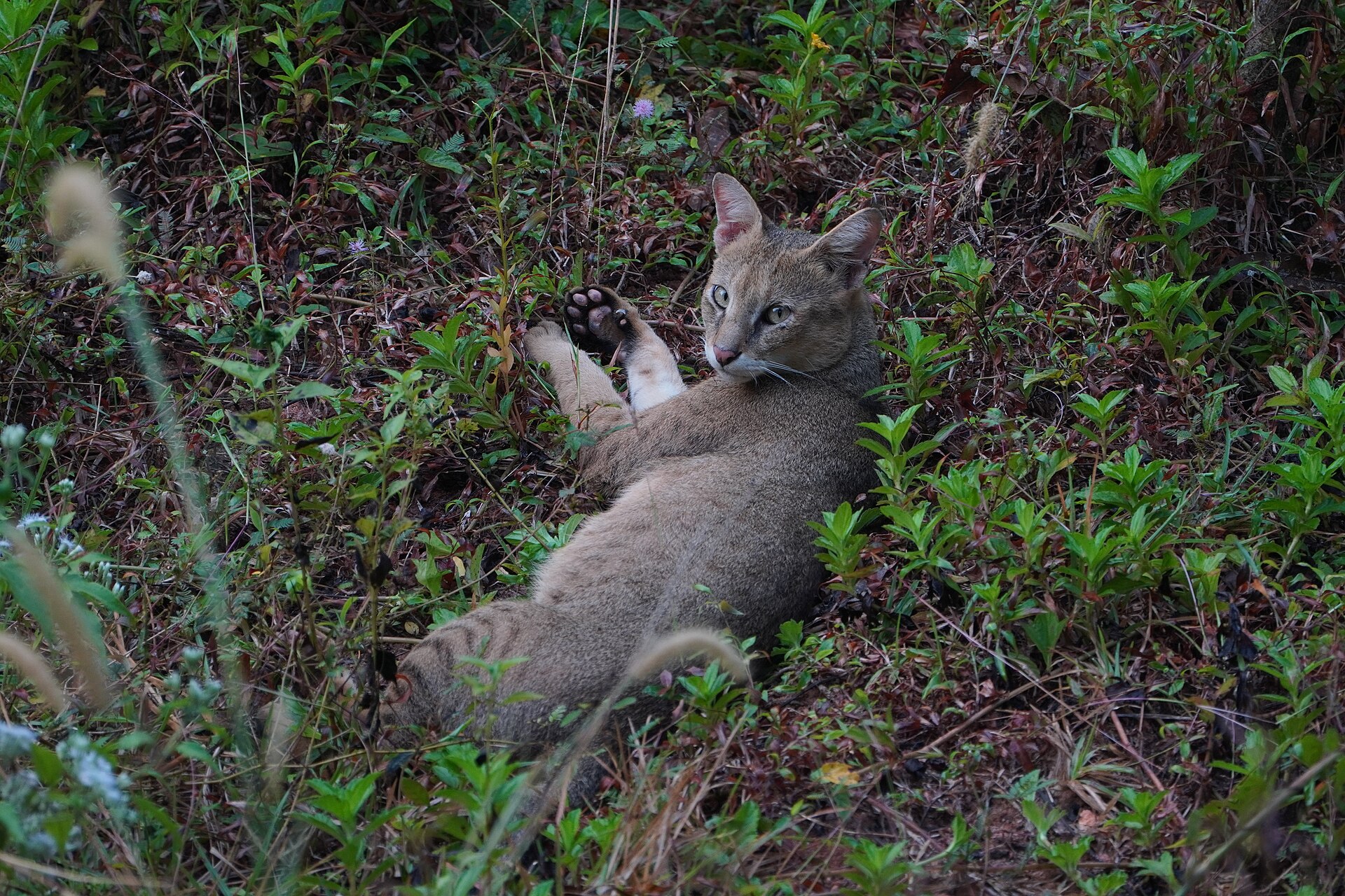 Jungle cat of Mukundra grassland mosaic