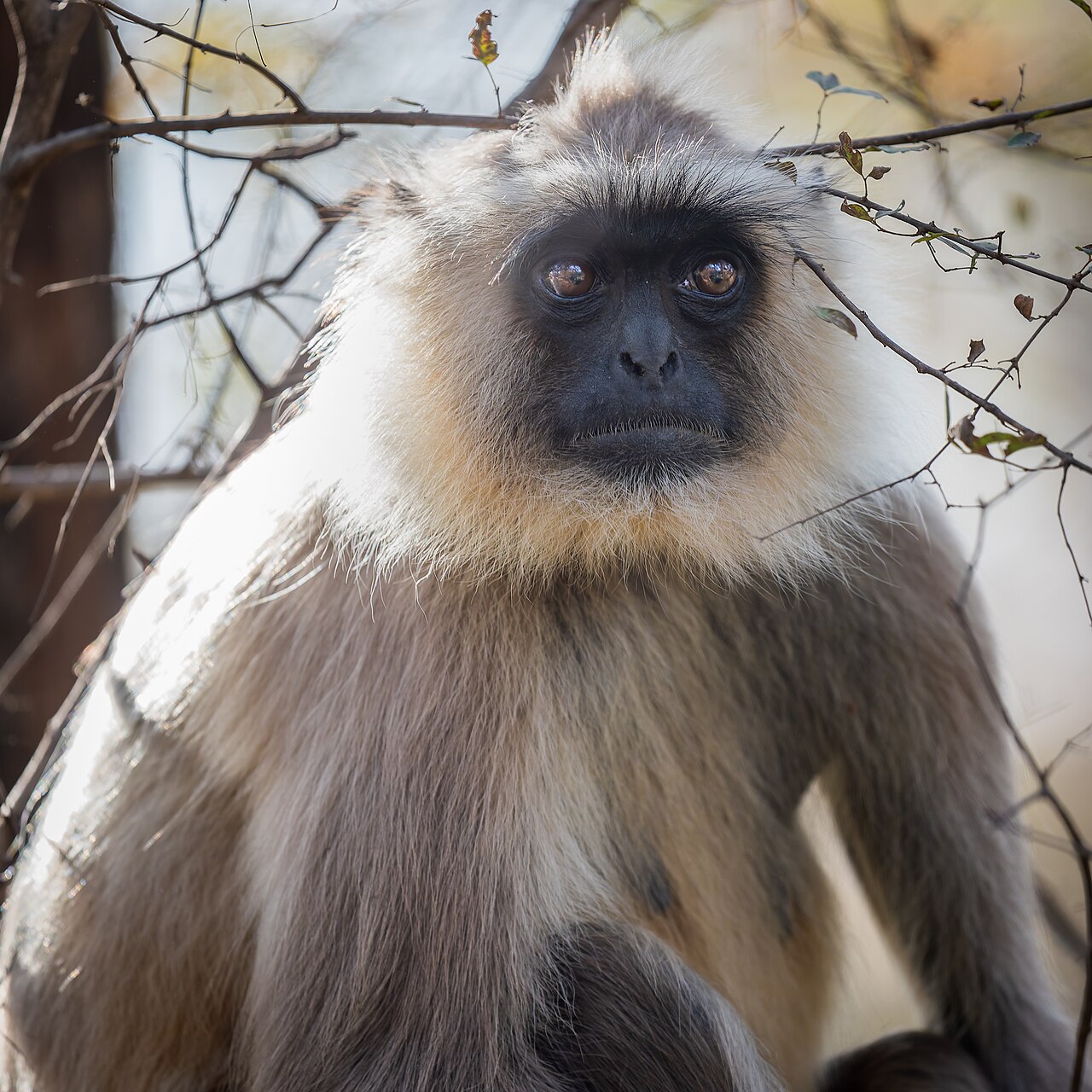 Hanuman langur in Mukundra canopy