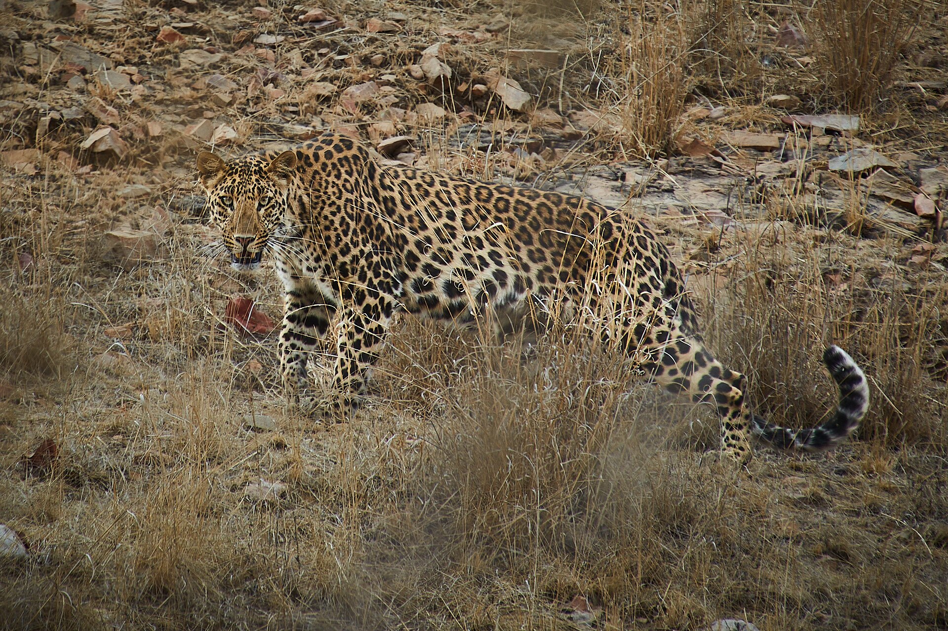 Indian leopard in Mukundra rocky hills